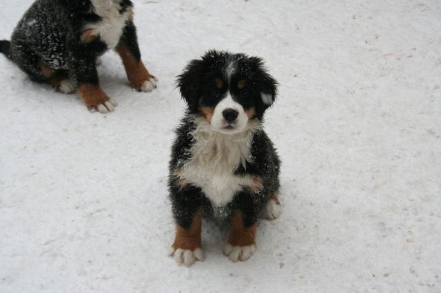 Süße Berner Sennen-Hundewelpen Rüden - Rassehunde Bernersennen - Kubschütz