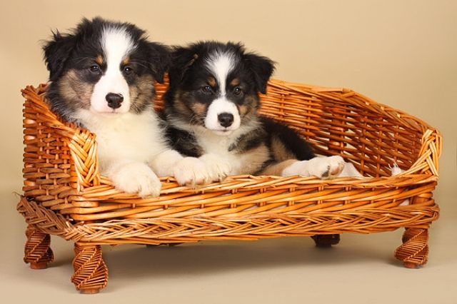 Australian Shepherd Welpen... - Rassehunde Australian Shepherd - Ahrensfelde