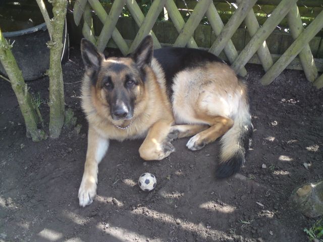 Nette Schäferhündin zum decken gesucht - Deckanzeigen - Stralsund