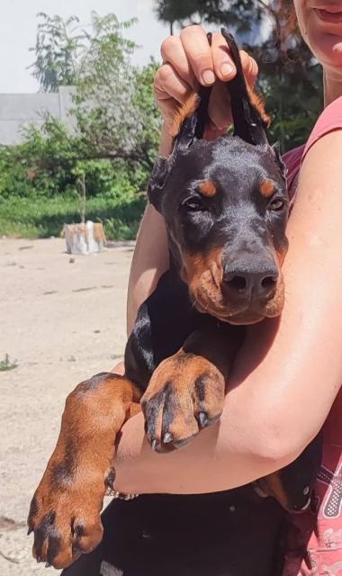 Dobermann zu verkaufen - Rassehunde Dobermann - krefeld