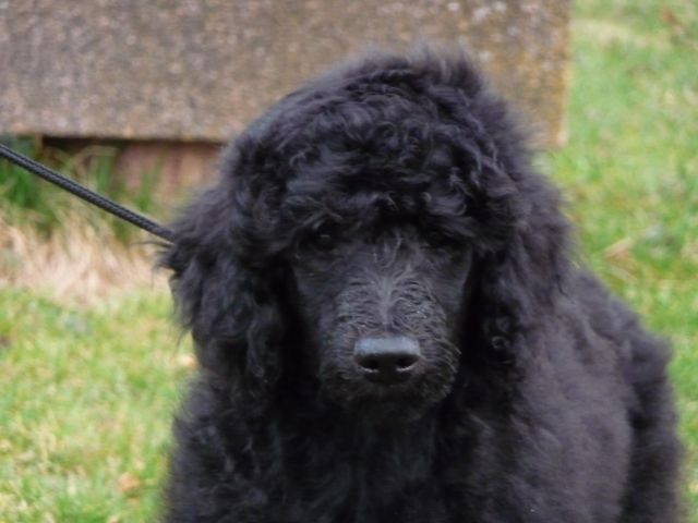 Schwarze Großpudelwelpen mit VDH-Papieren abzugeben - Rassehunde Pudel - Altensteig
