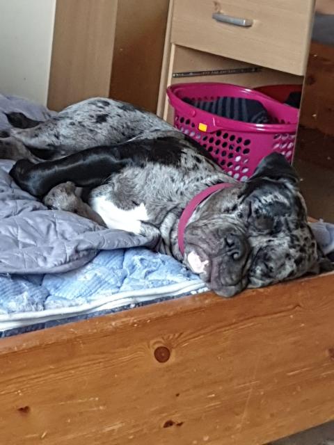 Schöner oeb Rüde junghund blue merle  - Rassehunde Bulldog - Meinersen
