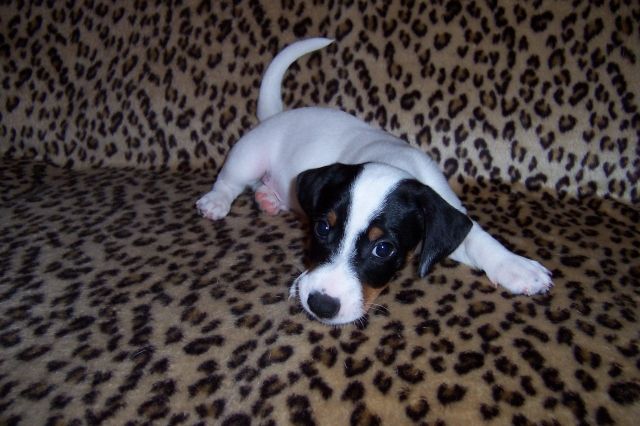 Jack Russell Terrier Welpen mit Papieren - Rassehunde Terrier - Rechtenbach