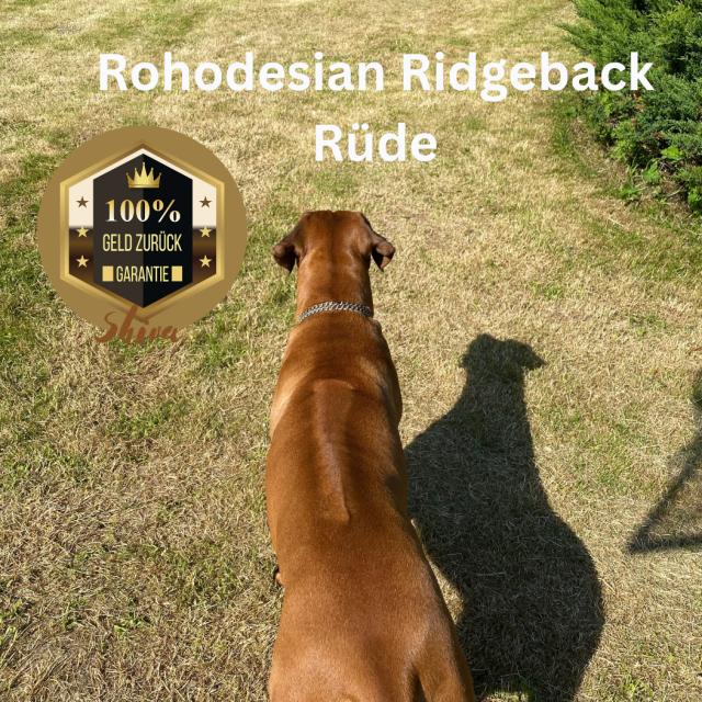Deckrüde Rohodesian Ridgeback, KEIN VERKAUF! - Rassehunde Rhodesian Ridgeback - Arnstadt