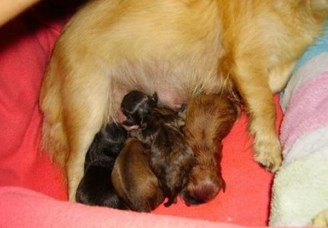 Chihuahua Langhaar Welpen Suchen Ein Zuhause Hunde