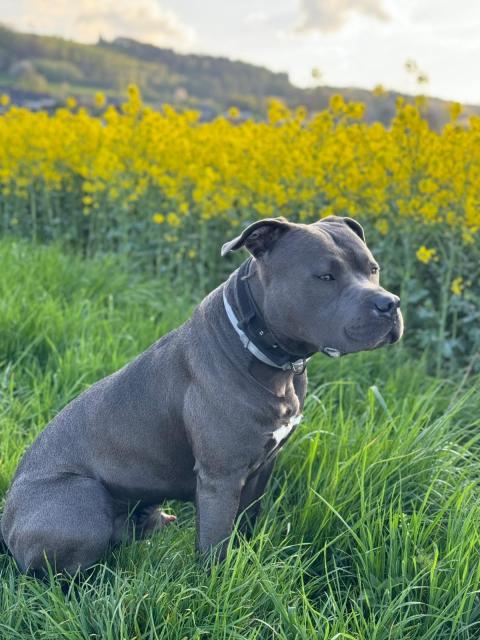 Odin sucht seine Hündin - Deckanzeigen - Bad Essen