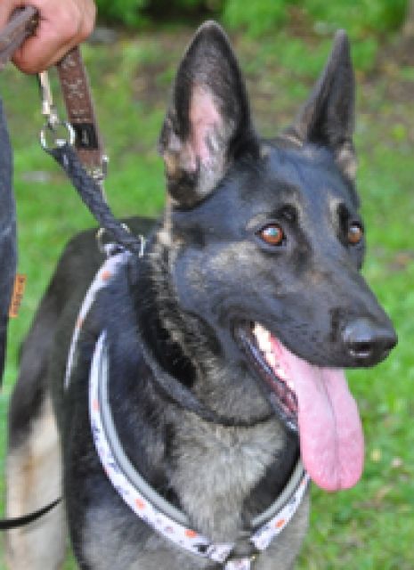 Layla hat nie Aufmerksamkeit bekommen,dafür Gewalt - Wer zeigt ihr die Sonnense - Rassehunde Schaeferhund - Kaierslautern