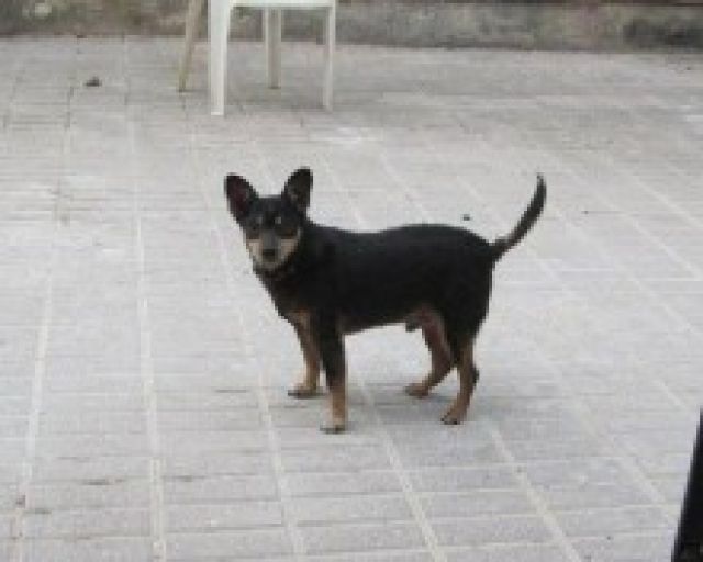 HILFE TIMMI wird eingeschläfert, weil Frauchen verstorben ist - Mischlinge - Mallorca