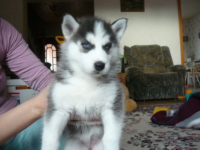 HUSKY Reirassige Welpen mit Ahnentafel. - Rassehunde Husky - Ruppichteroth