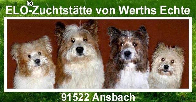 Familienhund Elo - Welpen von Werths Echte 2015 in Franken - Deckanzeigen - Ansbach