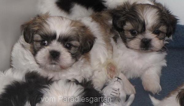 Shih Tzu Welpen - Rassehunde Shih Tzu - Feldatal