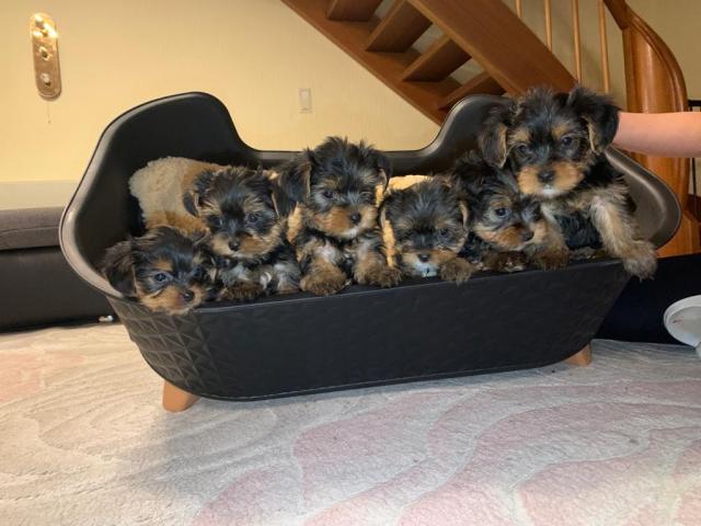 6 süße Yorkshire Babys  - Rassehunde Terrier - Feuchtwangen 