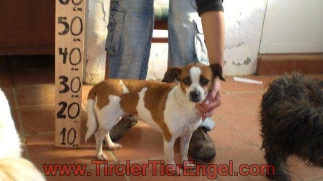 Viena sucht ein zuhause - Mischlinge - Rosenheim