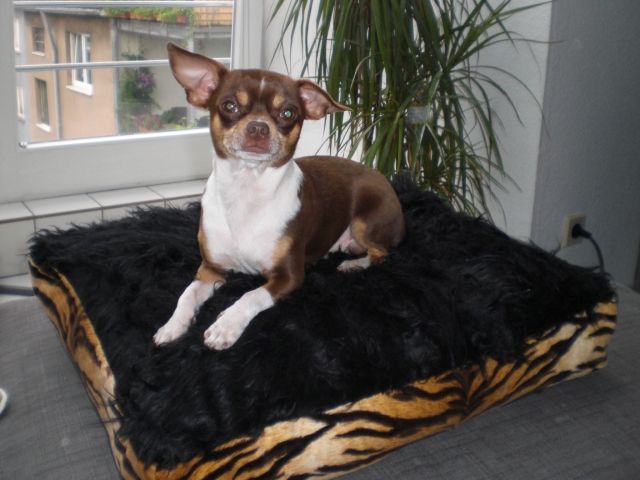 Hundekissen passend zur Wohnung - Hunde Zubehoer - Köln