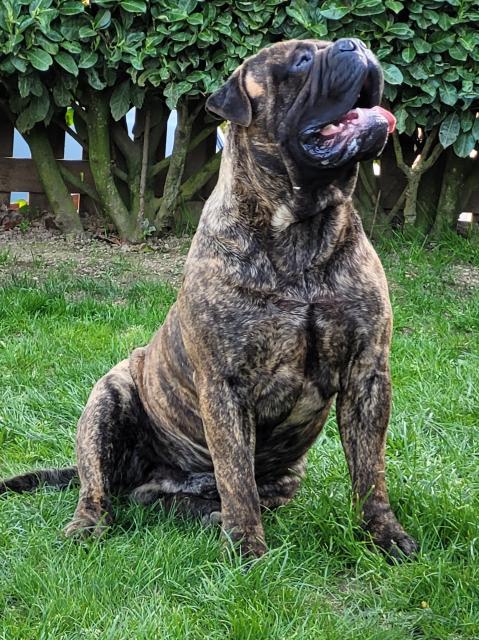 Bullmastiff Deckrüde  - Deckanzeigen - Breitscheid 