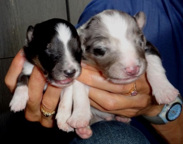 Sheltie Welpen - Rassehunde Sheltie - Miedzyborow