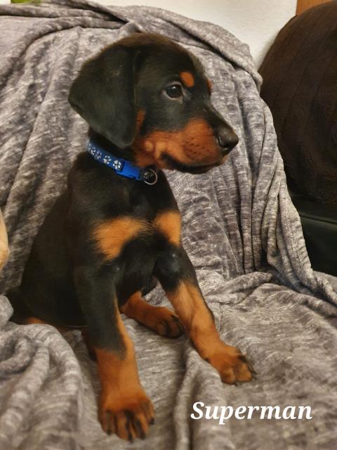 Dobermann x Berner-Sennen-Mix - Welpen - Mischlinge - Oberteuringen