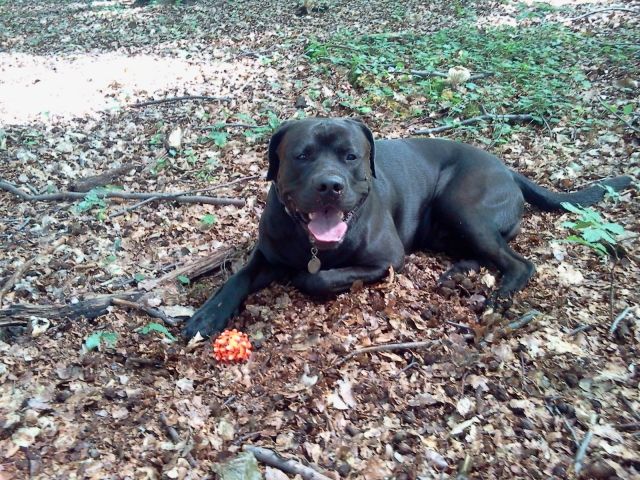 Deckanzeige - Deckanzeigen - Schwerin