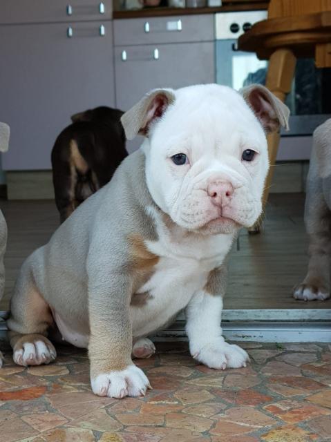 Liebevoller Englische Bulldogge welpe - Rassehunde Bulldog - Lucka