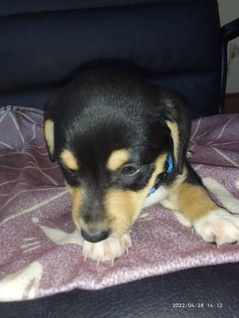 Jack Russel Bande wartet auf Dich :-) - Mischlinge - Alfeld