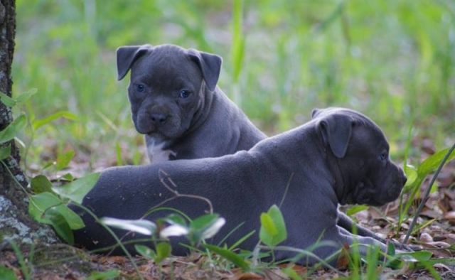 American Welpen Blue-Line Pit Bull Terrier*** - Rassehunde Pit Bull - Graz
