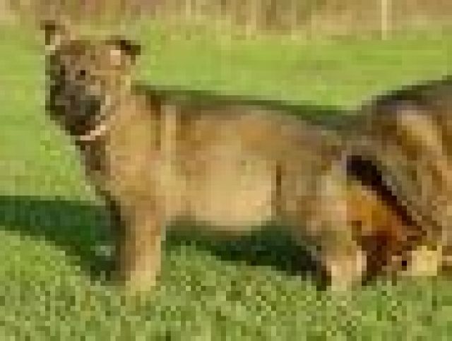 Schäferhündin - Rassehunde Schaeferhund - Dülmen