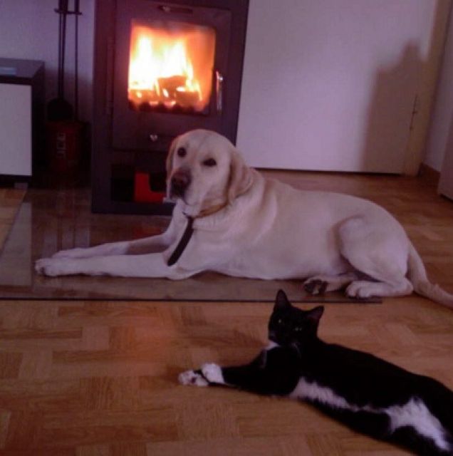 WEIß/ BLONDER LABRADOR DECKRÜDE - Deckanzeigen - Eckental