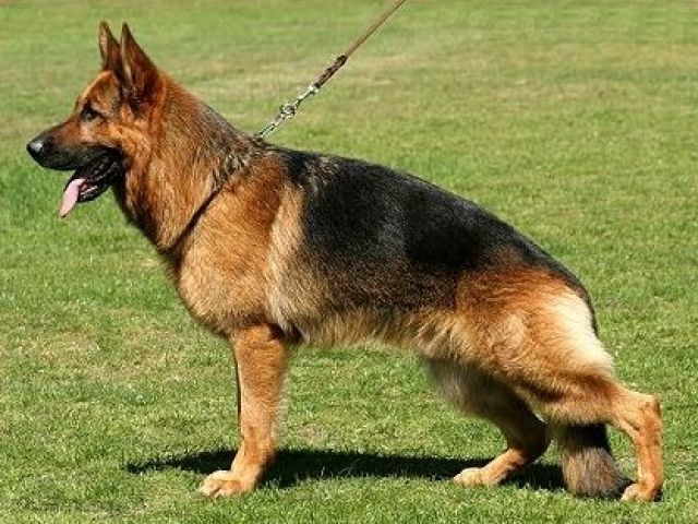 DSH V-Rüde, SchH3-IPO3-FH2. Kkl.1 Lbz. - Deckanzeigen - Missen