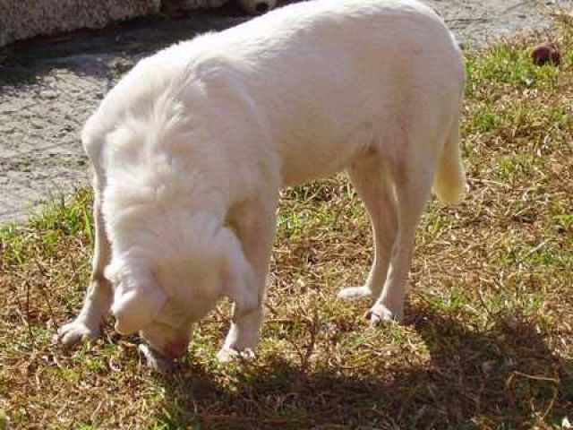 BLANQUA, Mischlings Hündin, kastriert - Mischlinge - Leipzig
