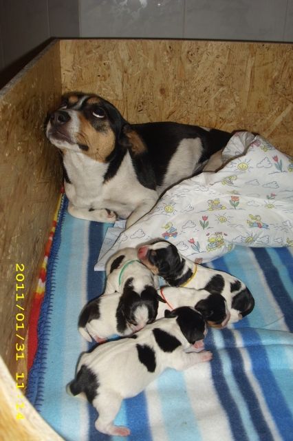 Reinrassige Jack-Russel Welpen ab Mitte Juni abzugeben! - Rassehunde Deutsch Kurzhaar - Knetzgau