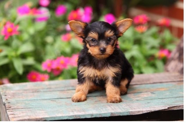 Liebevolles Yorkshire Terrier Welpen mit Papieren - Rassehunde Terrier - Mannheim 