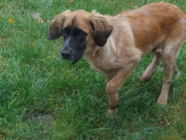 Alfred sucht sein Glück!  - Mischlinge - Oebisfelde