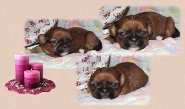 Shih Tzu in gold und gold-weiß - Rassehunde Shih Tzu - feldatal