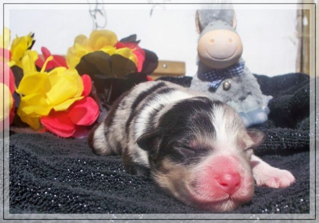 Schön gezeichnete Australian Shepherd Welpen - Rassehunde Australian Shepherd - Ahlen