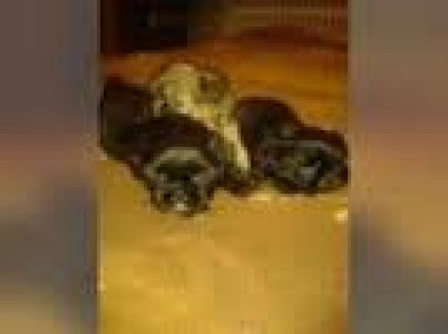Süsse shitzu welpen abzugeben - Rassehunde Shih Tzu - dortmund