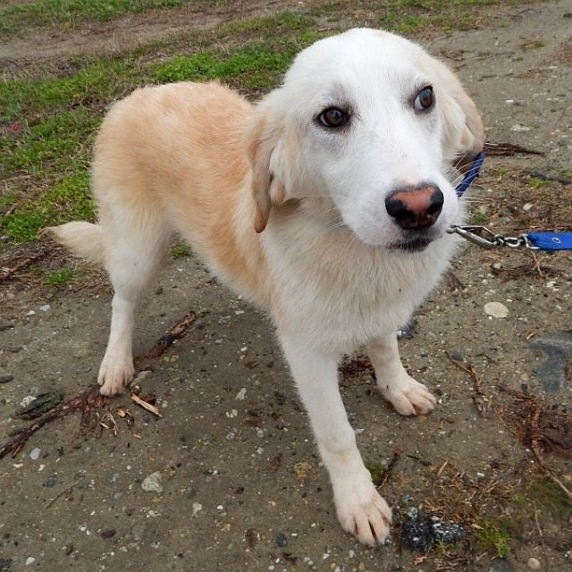 Hermine, geb. 07/2014, lebt im städt. Tierheim Serres (GR)!  - Mischlinge - Euskirchen
