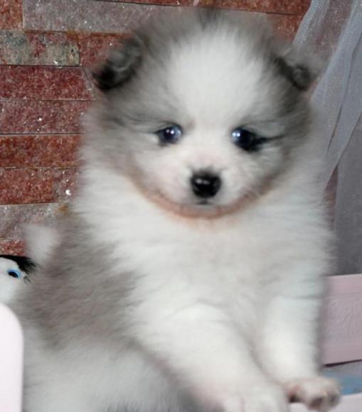 Liebevoller Pomeranian SpitzBoo Welpe  - Rassehunde Spitz - Frankfurt am Main