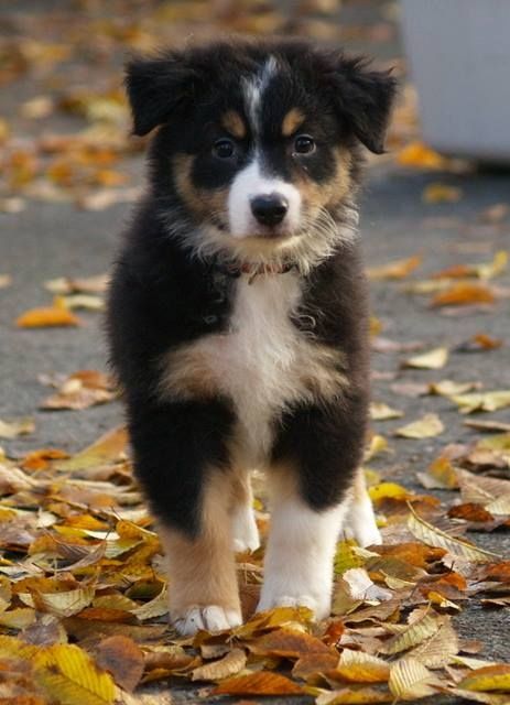 Australian Shepherd Welpen - Rassehunde Australian Shepherd - Mähring