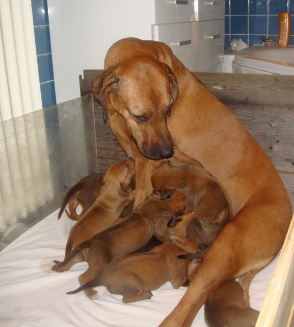 RR-Welpen - auch Livernose - aus Hobbyzucht - Rassehunde Rhodesian Ridgeback - Ober-Mörlen