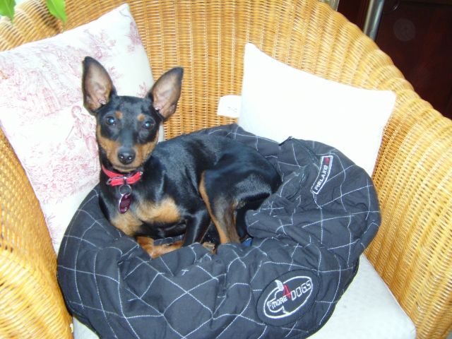 Zwergpinscher Deckrüde - Deckanzeigen - Hamburg