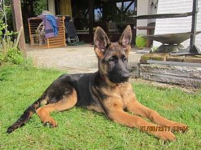 Deutsche Schäferhündin 6 Monate  - Rassehunde Schaeferhund - Handeloh-Wörme