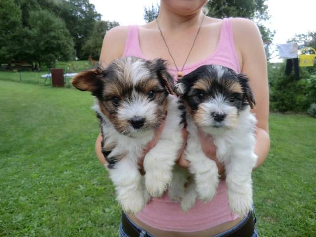 2Schön Biewer Yorkshire Terrier Welpen - Rassehunde Terrier - Steinbach