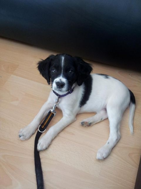 Welpe Labrador Bracke-Spaniel Mix - Mischlinge - Boppard