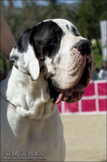 Hallo Doggenfreunde ! Achtung Wurfmeldung ! - Rassehunde Dogge - Ahrensfelde b. Berlin