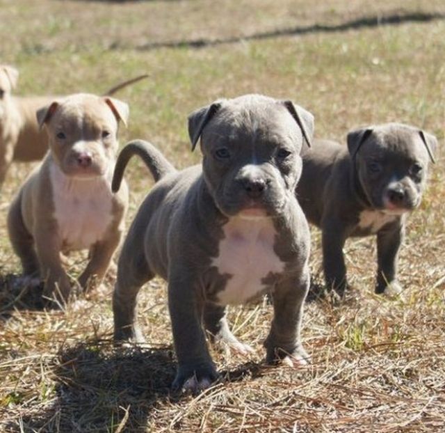  American Pitbull Terrier Blue-Line Welpen Whatsapp (+4915145672158) - Rassehunde Pit Bull - Meerbusch