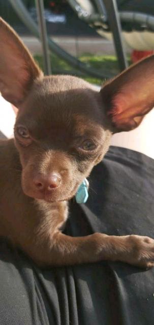Mini chihuahua  - Rassehunde Chihuahua - Kabelsketal