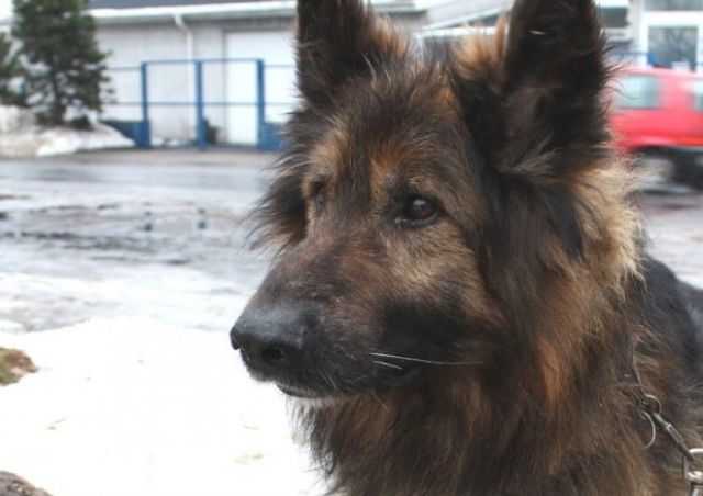 Gotyk hat sich mit dem Ende abgefunden- wer hilft ihm? - Rassehunde Schaeferhund - Heidelberg