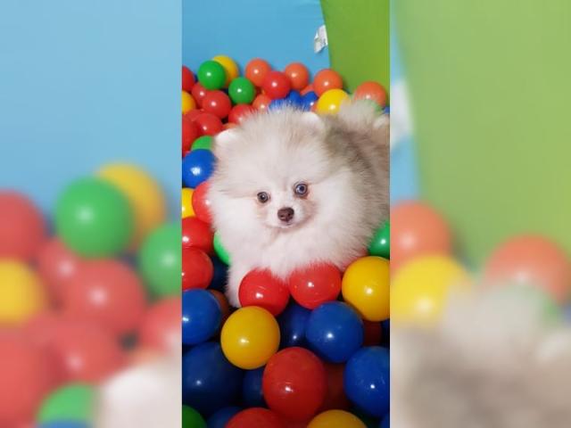 Charmant Pomeranian Spitz Welpen - Rassehunde Spitz - Frankfurt am Main, Stadt