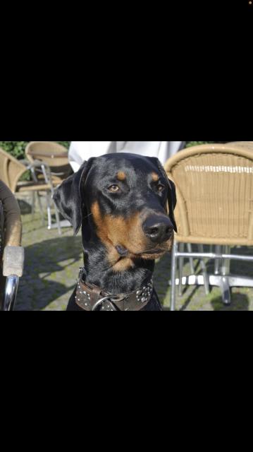 Dobermann-Rüde sucht Hündin zum decken  - Deckanzeigen - Groß Pankow