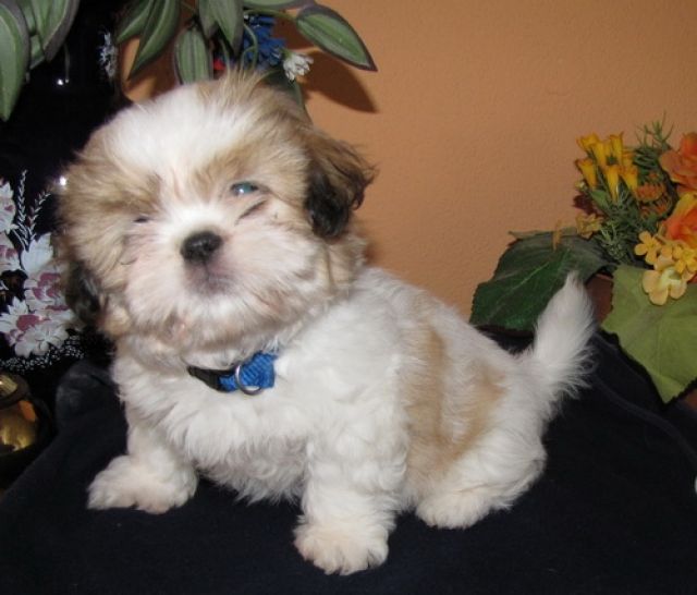  Blinki  Shih Tzu - Rassehunde Shih Tzu - feldatal